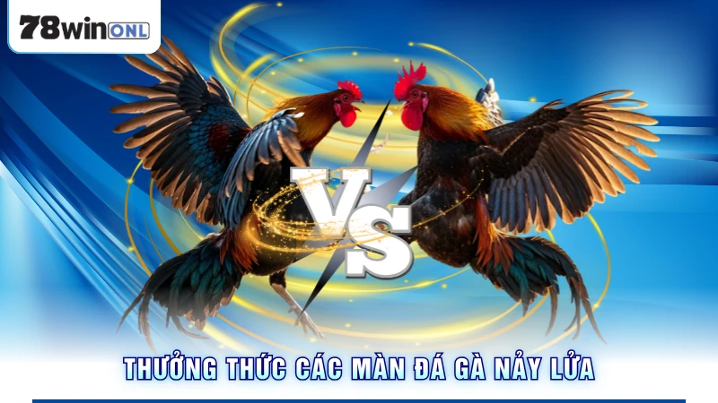 Thưởng thức các màn đá gà nảy lửa